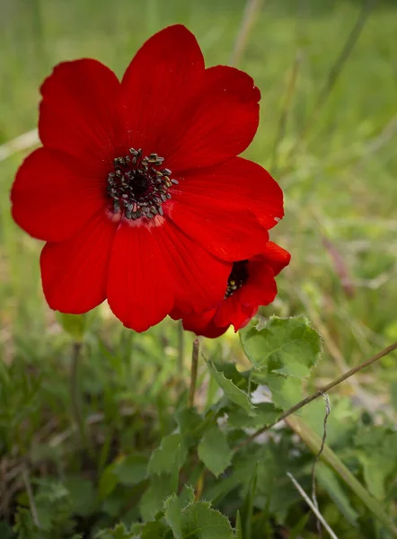 Red Flower Anemone Coronaria Sunny Day Greece — Stock Photo, Image