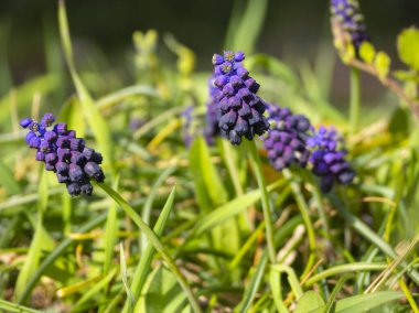 Fare sümbülü Muscari Yunanistan 'da bir açıklıkta kapanıyor
