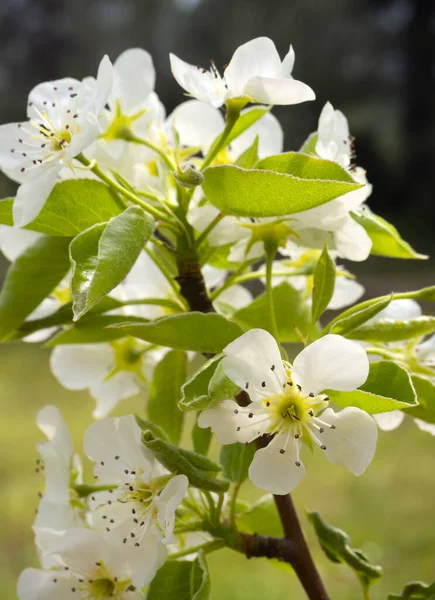Pear Tree Flowers Sunny Day Greece — Stock Photo, Image