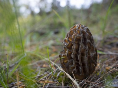 Morel mantarı esculenta Yunanistan 'da bir ormanda yenebilir.