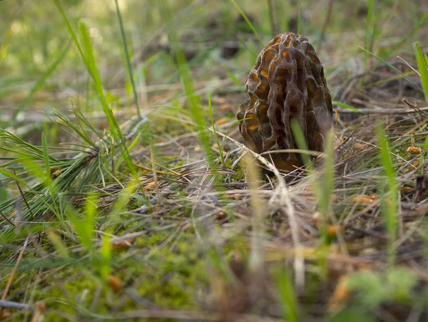 Morel Cogumelo Morchella Esculenta Comestível Close Uma Floresta Grécia — Fotografia de Stock