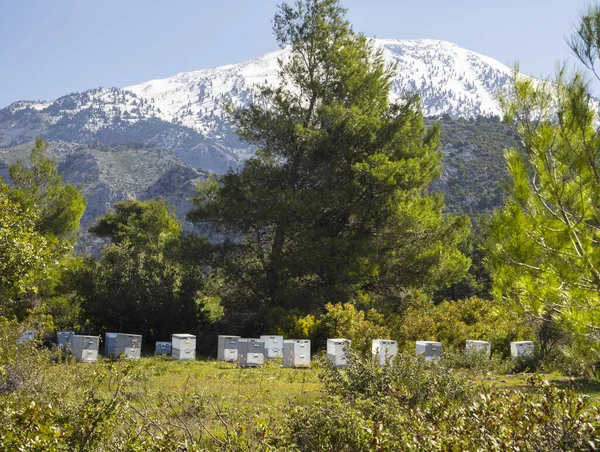 Yunanistan 'ın Evia adasındaki bir çam ormanında çevre dostu arı.