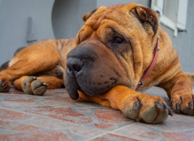 Ev köpeği Shar Pei kırmızı renk başka yöne bakıyor.