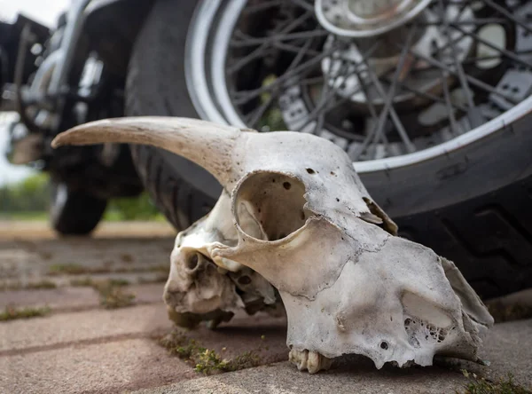 The skull with the horns of a goat lies next to the wheel of a chopper motorcycle