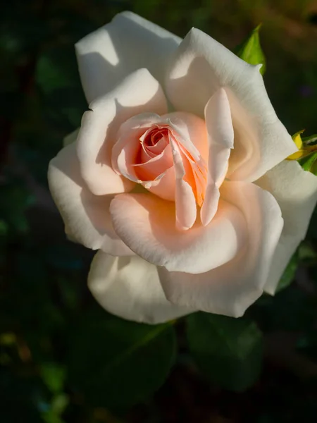 Schöne Duftende Rosenblüte Einem Sonnigen Warmen Tag — Stockfoto