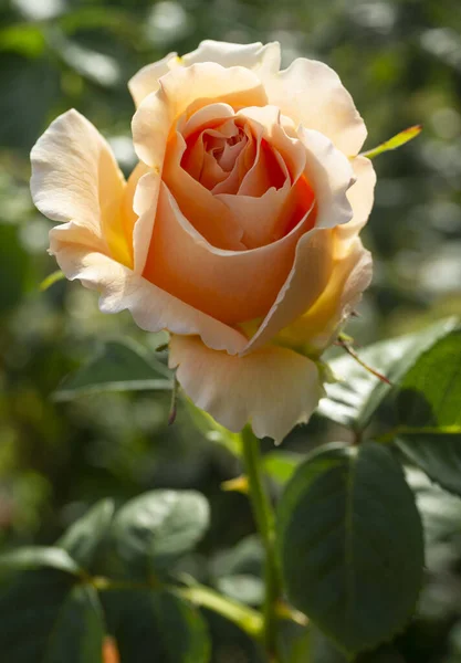 Ароматный Цветок Розы Солнечный Теплый День — стоковое фото