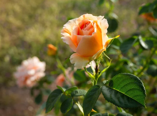 Schöne Duftende Rosenblüte Einem Sonnigen Warmen Tag — Stockfoto