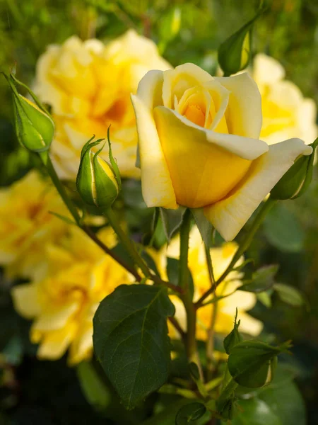 Zarte Knospen Und Blüten Der Gelben Rose — Stockfoto