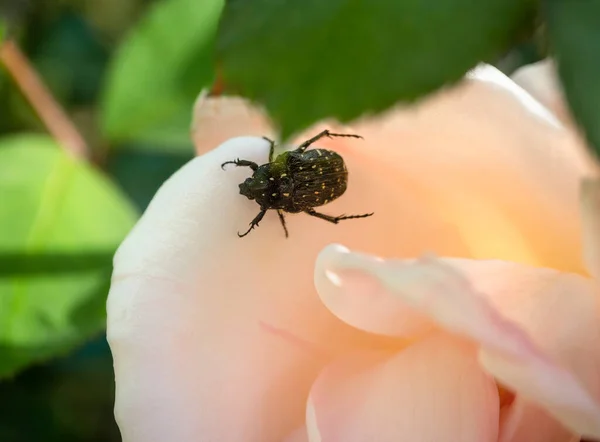 Zwarte Kever Oxythyrea Funesta Die Rozen Eet Griekenland — Stockfoto