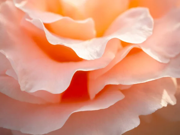 Nahaufnahme Der Textur Von Rosenblättern — Stockfoto