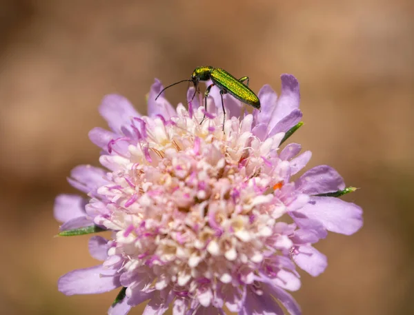 Escarabajo Verde Perla Primer Plano Una Flor Rosa — Foto de Stock