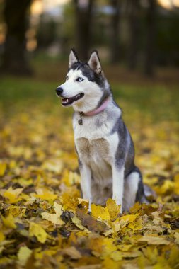 Sonbahar yaprakları Husky köpek
