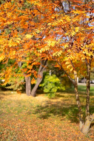 公園内の秋の明るい色 カラフルな木 — ストック写真