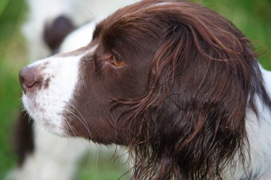 Çok şirin karaciğer ve beyaz İngiliz springer spaniel evde beslenen hayvan g çalışma