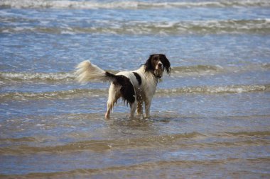 Çok şirin karaciğer ve beyaz İngiliz springer spaniel evde beslenen hayvan g çalışma