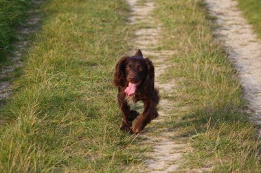 Çikolata çalışma türü cocker spaniel köpek yavrusu köpek yavrusu çalışan