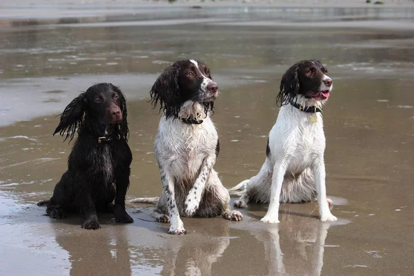 Three working spaniel pet gundogs sat together — Stock Photo, Image