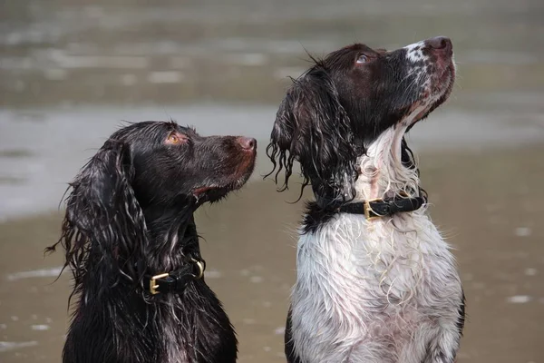 Type Engelse springer en cocker spaniels werken op een strand — Stockfoto