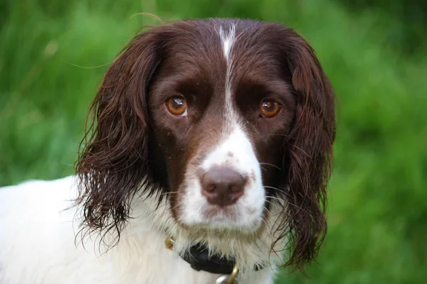 Mycket söt lever- och vita arbetar engelsk springer spaniel sällskapsdjur g — Stockfoto