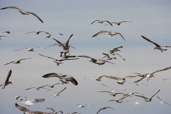 एक समुद्र तट से उड़ान भरने वाले बहुत सारे सीगल पक्षी — स्टॉक फ़ोटो, इमेज