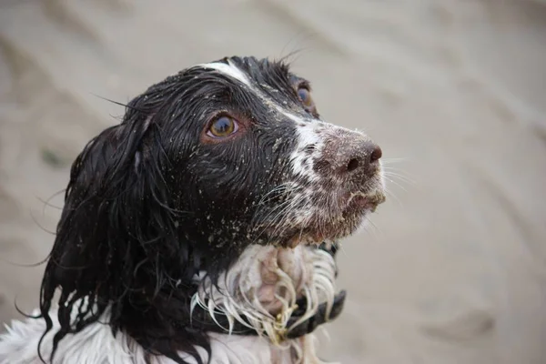 Mycket söt lever- och vita arbetar engelsk springer spaniel sällskapsdjur g — Stockfoto