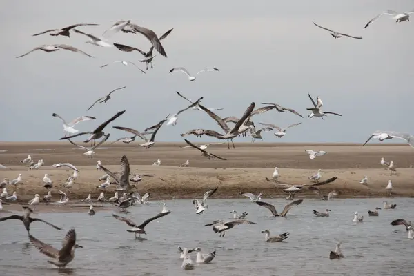 Muita gaivota voando de uma praia — Fotografia de Stock