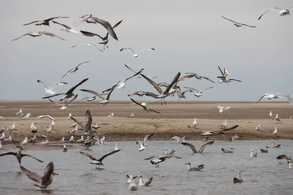 Massor av seagull fåglar flyger en strand — Stockfoto