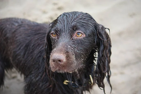 Bonito chocolate molhado trabalhando tipo cocker spaniel cachorro cão — Fotografia de Stock