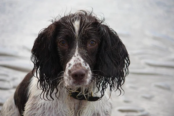 Very cute liver and white working english springer spaniel pet g — Stock Photo, Image