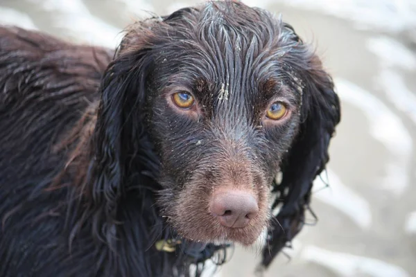 Przystojny czekolada działanie typu cocker spaniel szczeniak pies — Zdjęcie stockowe