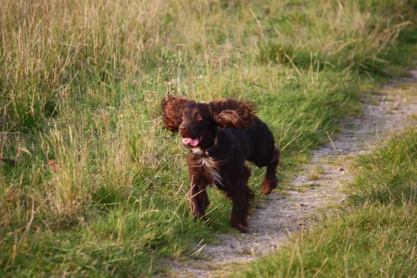Tipo de trabajo de chocolate cocker spaniel cachorro perro mascota corriendo — Foto de Stock
