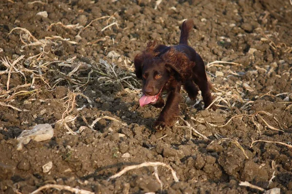 Chocolate tipo de trabalho cocker spaniel cachorro cachorro animal de estimação correndo — Fotografia de Stock