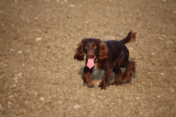 Bello cioccolato tipo di lavoro cocker spaniel cucciolo cane — Foto Stock