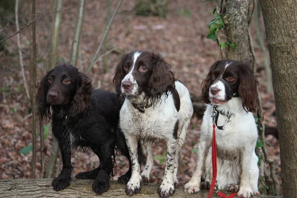 Três trabalhando spaniel pet gundogs sentados juntos — Fotografia de Stock