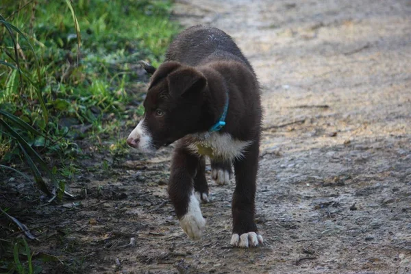 Leuke rode en witte Bordercollie puppy hond huisdier — Stockfoto