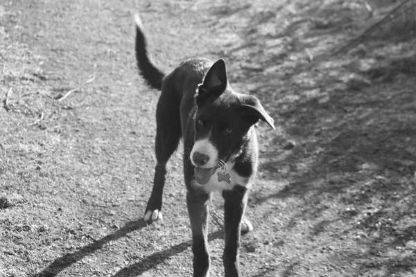 Sevimli kırmızı ve beyaz kenar kömür ocağı köpek yavrusu köpek evde beslenen hayvan — Stok fotoğraf