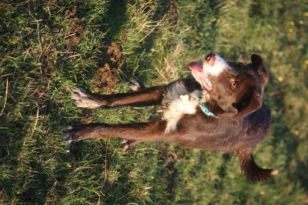 Leuke rode en witte Bordercollie puppy hond huisdier — Stockfoto