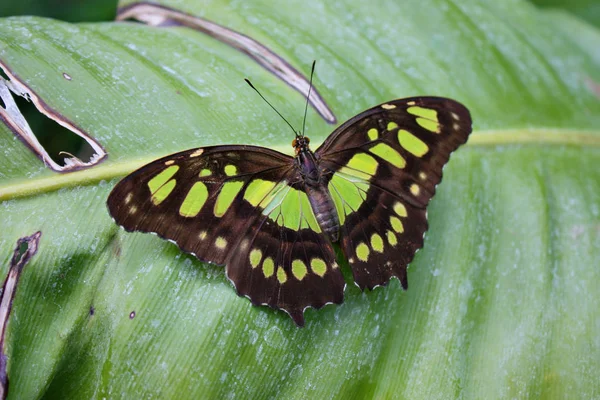 Beautiful pretty colourful butterfly with wings spread — Stock Photo, Image