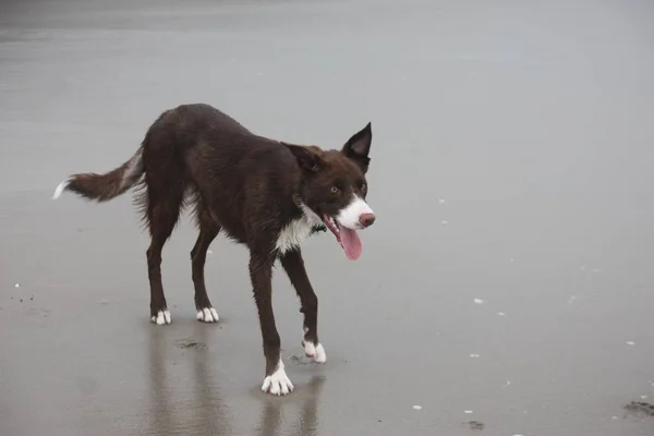 Carino rosso e bianco bordo collie cucciolo cane pet — Foto Stock