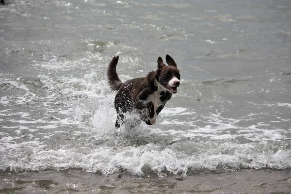 Sevimli kırmızı ve beyaz kenar kömür ocağı köpek yavrusu köpek evde beslenen hayvan — Stok fotoğraf