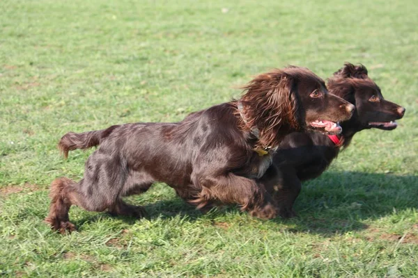 Przystojny czekolada działanie typu cocker spaniel szczeniak pies — Zdjęcie stockowe