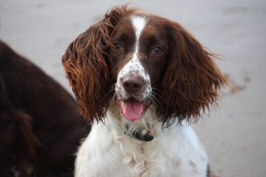 Çok şirin karaciğer ve beyaz İngiliz springer spaniel evde beslenen hayvan g çalışma