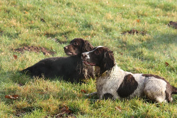 Αρκετά εργασίας Τύπος gundogs Σπάνιελ ξαπλωμένος στο γρασίδι μαζί — Φωτογραφία Αρχείου