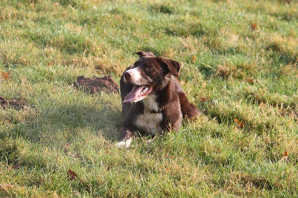 Knappe rode en witte border collie herdershond huisdier liggen op gras — Stockfoto