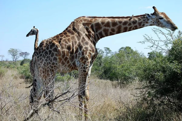 Magnífica jirafa africana con cuello largo — Foto de Stock
