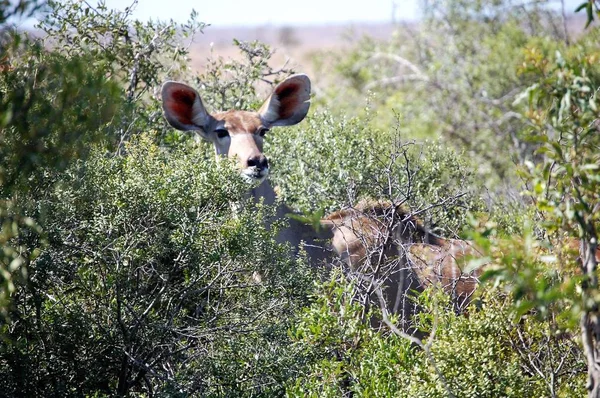 Олень с большими ушами, смотрящий сквозь африканский куст — стоковое фото