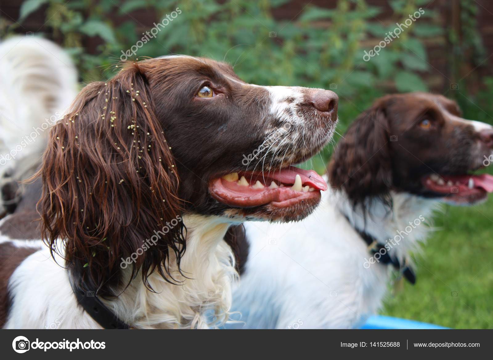 liver and white springer spaniel puppy