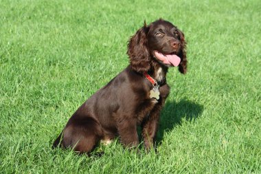 kahverengi çalışma türü yavru horoz İspanyol evde beslenen hayvan gundog