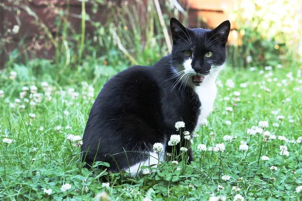 Cute black and white domestic pussy cat — Stock Photo, Image