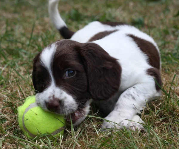 Печень и белый рабочий тип английский springer springer spanish pet gundog — стоковое фото